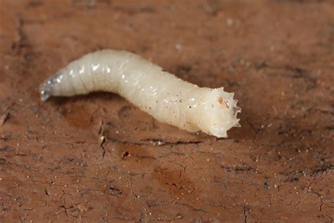 These genetically modified maggots excrete a growth protein that helps ...