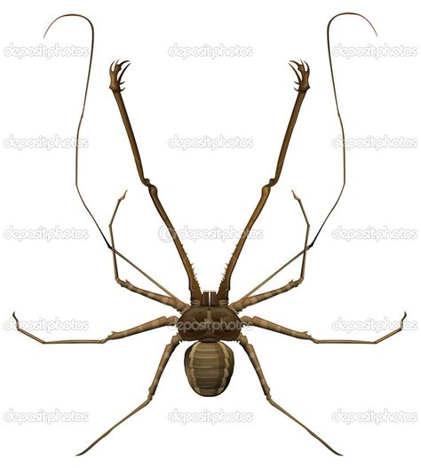 Amblypygi - genus — Stock Vector © blueringmedia #14066681