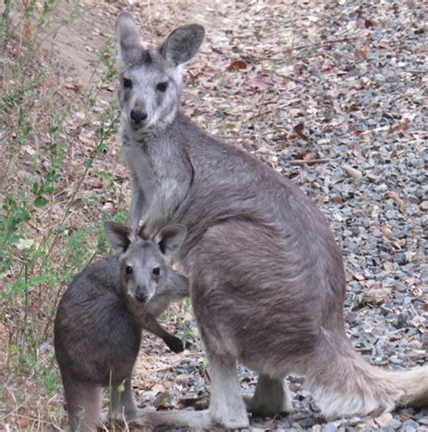 Baby Wallaroo Emerges from Mom’s Pouch at Oakland Zoo