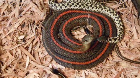 kingsnake.com photo gallery > Member Galleries > Red Striped ...