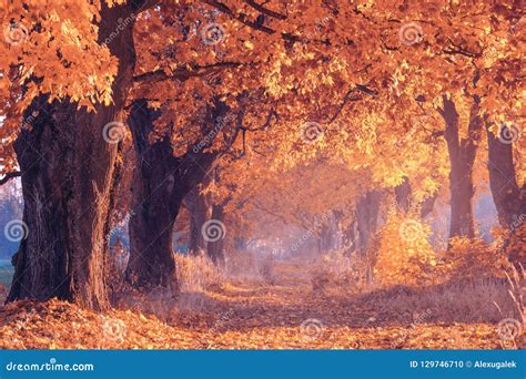 Fall Scene. Autumn Nature. Fall Landscape. Fall Scenic Background ...