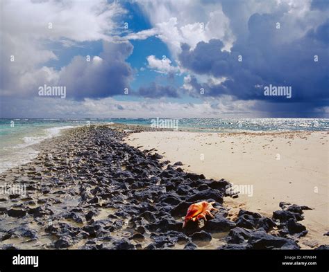 Shell on the coast of Maldives island Baa atoll beach Stock Photo - Alamy