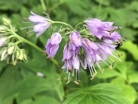 Wisconsin Wildflower | Eastern Waterleaf | Virginia Waterleaf | Hydrophyllum virginianum