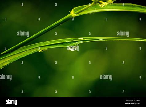 Dew on Grass Stock Photo - Alamy