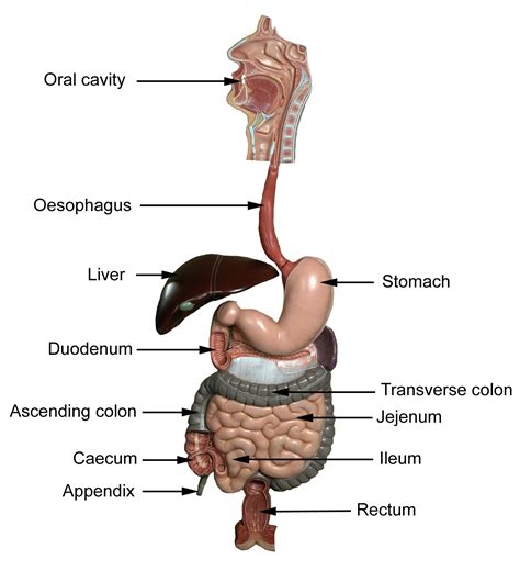 Week 101: an introduction to the small and large intestine - Don't Be A ...