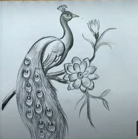 How to Draw a Peacock Step by Step with Pictures - Drawing a Peacock | Peacock drawing, Pictures ...