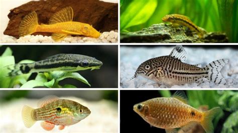 17 Best Freshwater Algae Eaters - Complete Guide