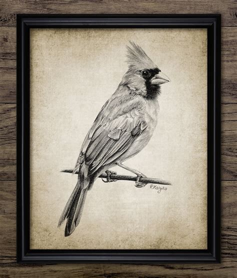 Cardinal Bird Pencil Drawing Printable Cardinal Bird Art - Etsy Canada