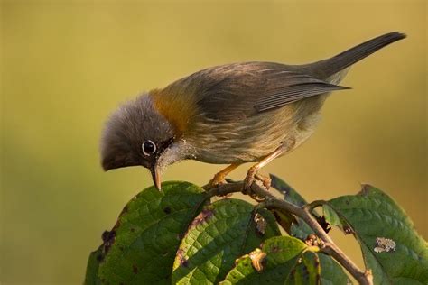 EAGLE NEST WILDLIFE SANCTUARY. A biodiversity paradise? Or a Birder’s… | by Nature Hunt | Medium