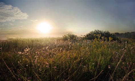 Grassy meadow, sunset stock image. Image of single, field - 73466585