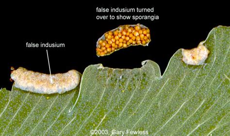 Pteridophytes of Wisconsin: basic terms