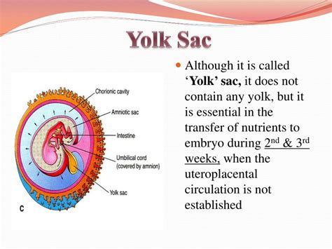 PPT - Fetal Membranes PowerPoint Presentation, free download - ID:2278156