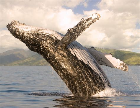 Maui Hawaii Tours| Discount Specials Maui Whale Watching on Luxury Catamaran - Maui Sights and ...