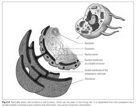 Nucleus - Dental Technology: How-To, Tips