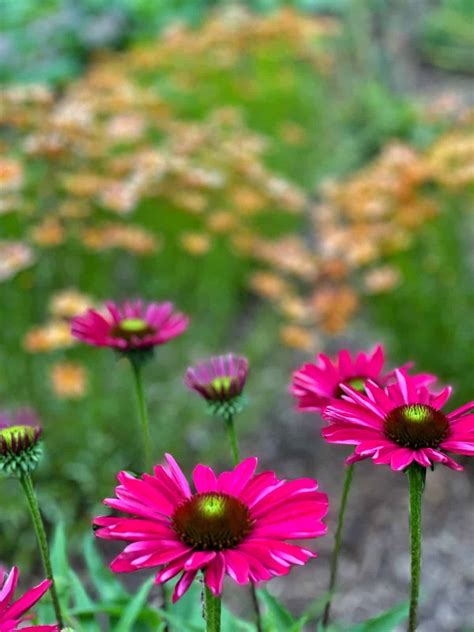 10 Perennial Flowers List That Bloom in Midsummer - Bricks 'n Blooms ...