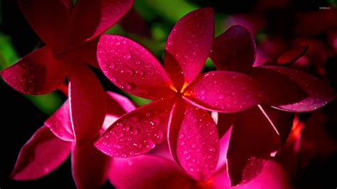 Pink plumerias wallpaper - Flower wallpapers - #23445