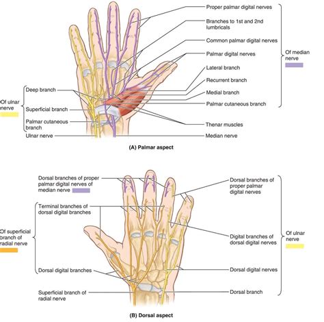 Hand nerves diagram | Anatomy System - Human Body Anatomy diagram and ...