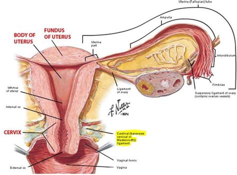 Flashcards Obs and Gyn | Quizlet