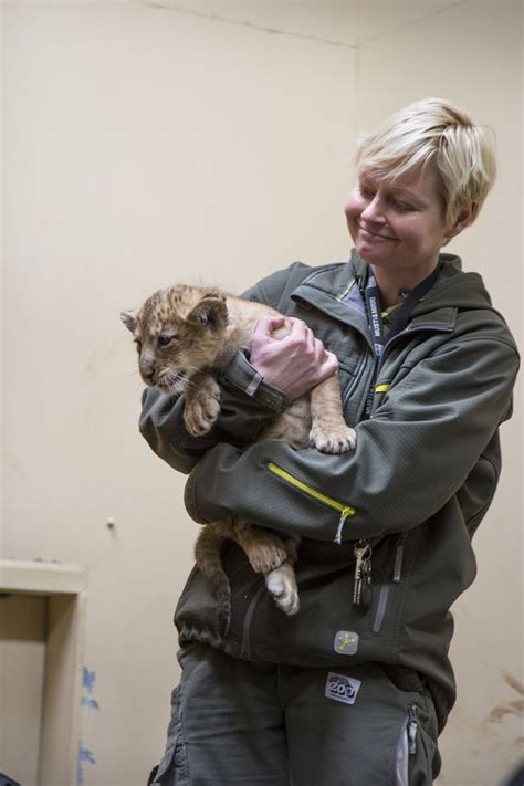 Rare Asiatic Lion Cubs Have Their First Checkup - ZooBorns