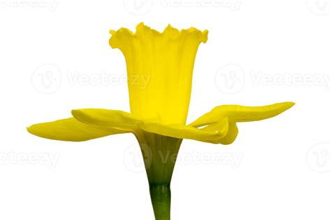 daffodil flower png transparent background 29711982 PNG