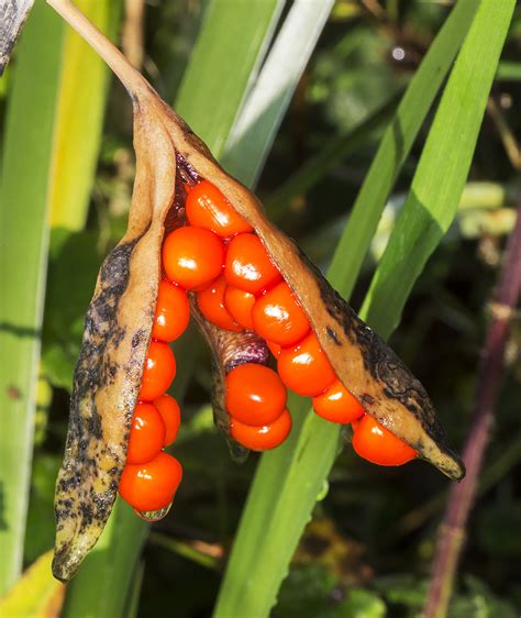 Two Iris Seed Pods | Naturally