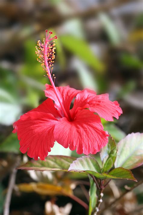File:Hibiscus flower TZ.jpg - Wikipedia, the free encyclopedia
