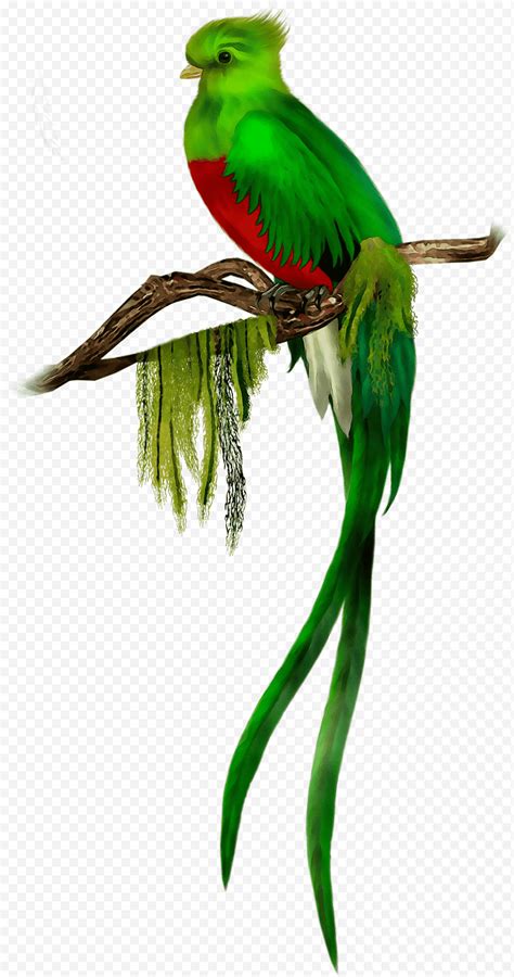 Pájaro Loro, Quetzal, Quetzal Resplandeciente, El Quetzal, Guacamayo ...