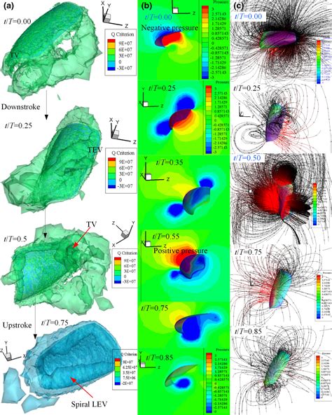 Functional characteristics of the rigid elytra in a bamboo weevil beetle Cyrtotrachelus buqueti ...