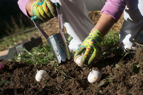 Jakie cebule kwiatowe sadzimy jesienią? Jak i gdzie sadzić rośliny ...