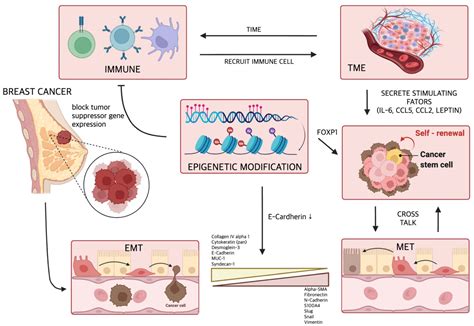 Stages Of Tumor Development And Mechanism Of Metastasis