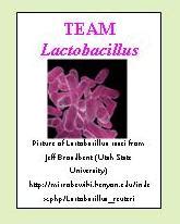 Lactobacillus: These probiotic bacteria are important to be healthy