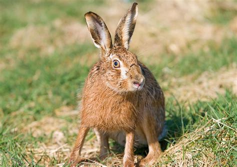 Hare sightings | Scottish Wildlife Trust