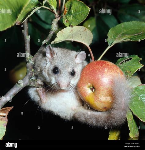 Edible Dormouse loir gris Glis glis European Dormouse Siebenschläfer Europe adult animal animals ...