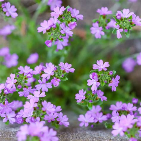 18 Plants With Adorable Tiny Flowers