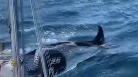 Killer whales attack boats off Spain and Portugal (Watch) | The ...