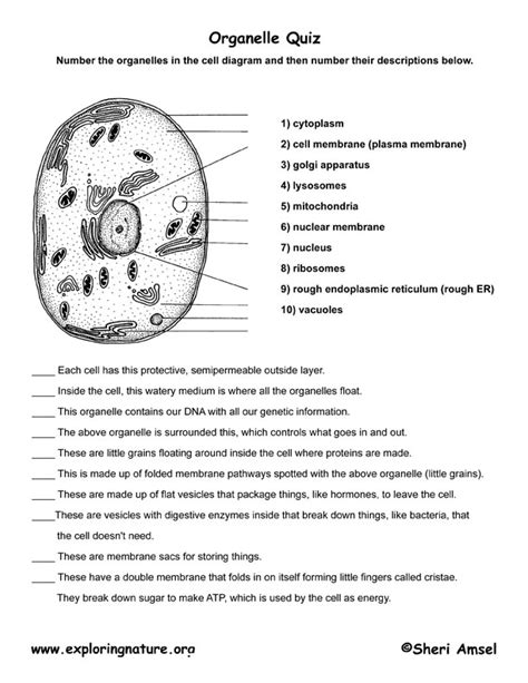 cell organelle quiz : Biological Science Picture Directory – Pulpbits.net