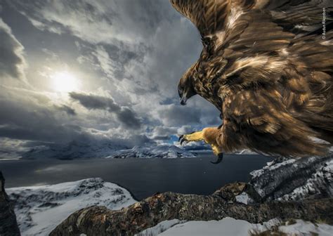 The best winning pictures from the 2019 Wildlife Photographer of the Year competition — and the ...