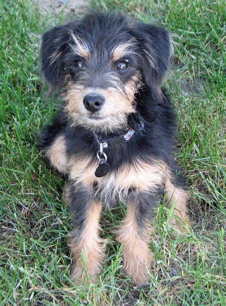 Scout the Welsh Terrier Mix, cutie pie Shar Pei Puppies, Best Puppies, Puppies And Kitties, Best ...