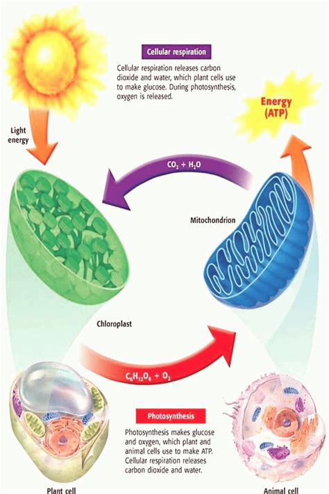 Do Plants And Animals Both Use Cellular Respiration Explain