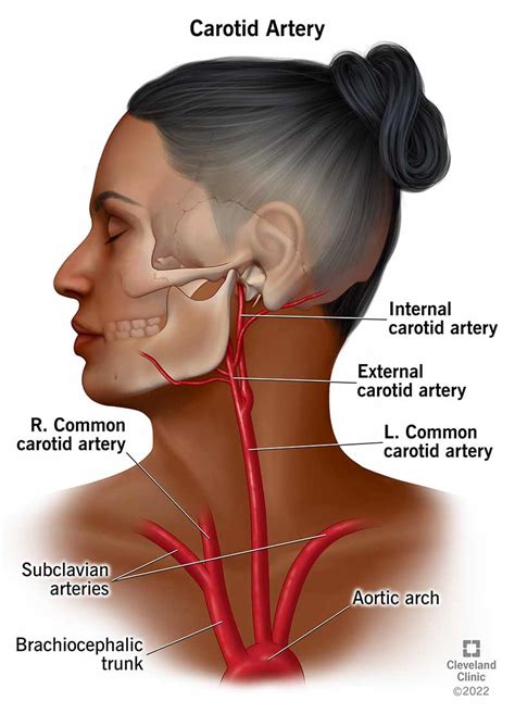 Major Arteries Of The Head And Neck Carotid TeachMeAnatomy, 41% OFF