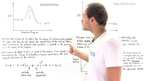 Enzymes Stabilize Transition State - YouTube