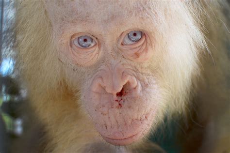 Extremely rare and beautiful albino orangutan rescued from captivity in Borneo | IBTimes UK