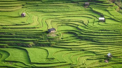 Bing image: Rice terraces of Mù Cang Chải, Yên Bái province, Vietnam ...