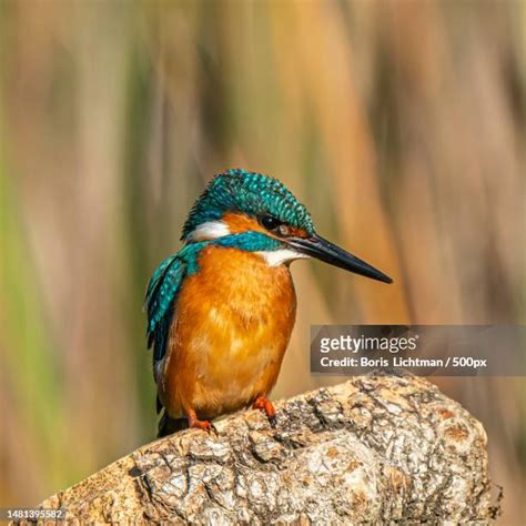 6,570 Birds Of Israel Stock Photos, High-Res Pictures, and Images - Getty Images