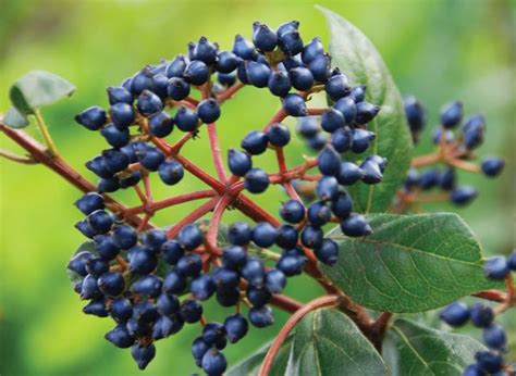 Viburnum Berry | Viburnum, Berries, Seed pods