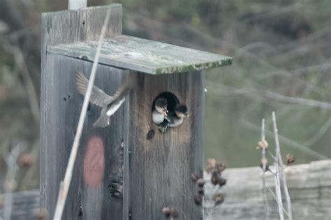 Hooded Merganser Ducklings Leaving Their Nest Box — Todd Henson Photography