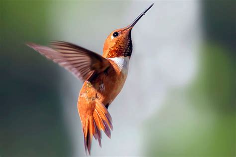 Hummingbirds | Live Streaming Webcams | Around the World