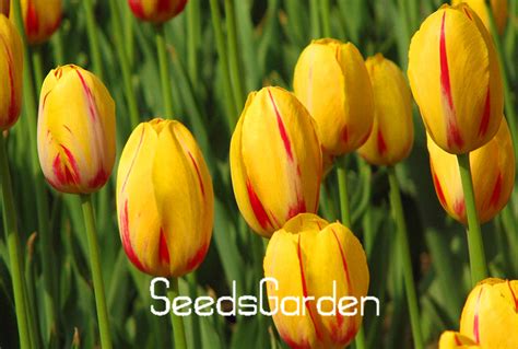 Tulip Flowering Bulbs Seeds Pack Of 10 - BestSeedsOnline.com - Free ...