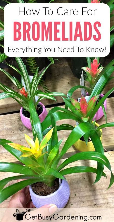 Bromeliad plant care how to grow bromeliad house plants – Artofit