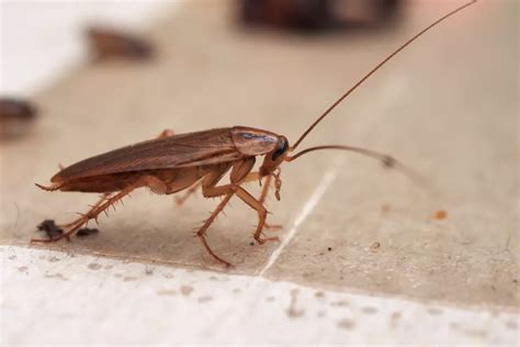 Comment Chasser Les Cafards Volants Qui Envahissent Votre Maison En ...